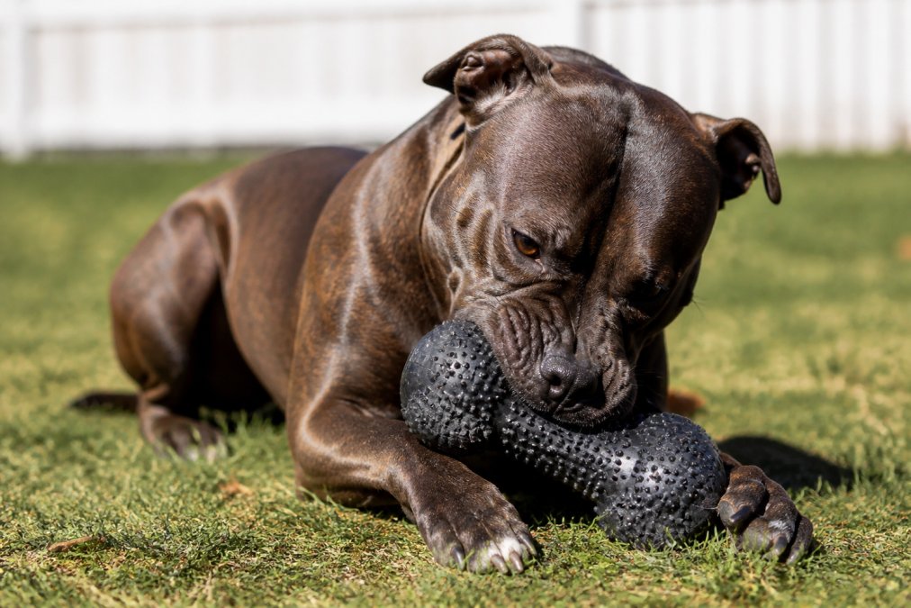 A muscular dog actively chewing on a reinforced rubber toy in bright natural sunlight, showing intense jaw engagement and focused concentration on the toy's texture