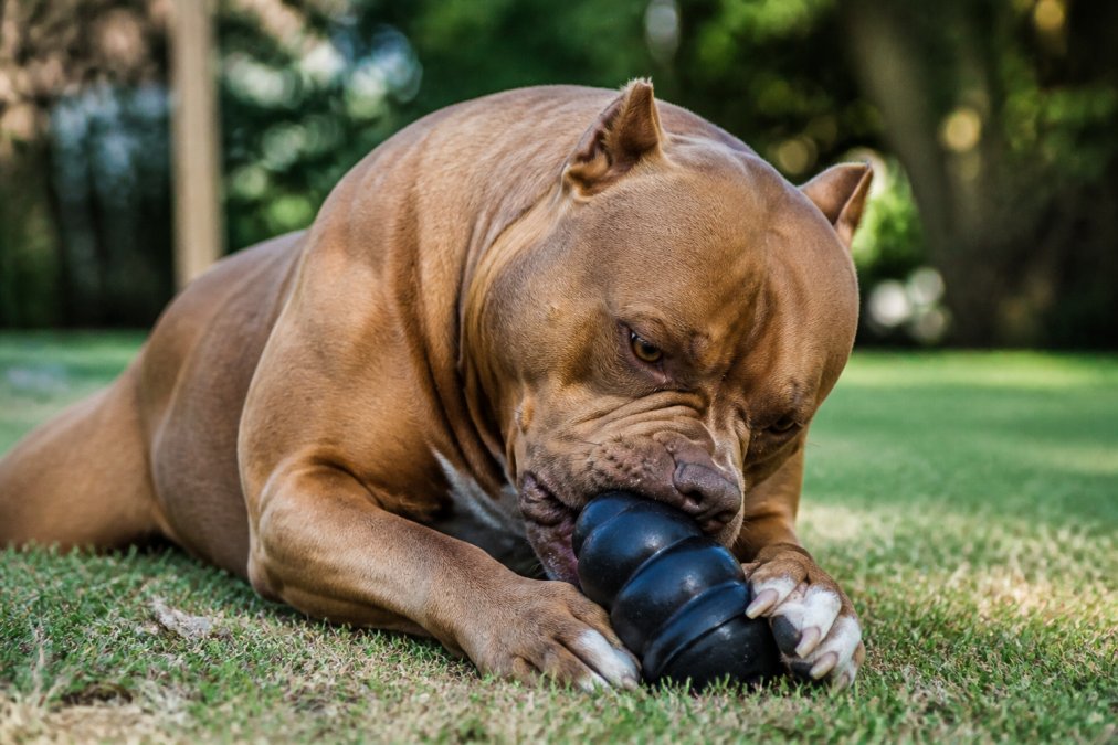 A large muscular dog intensely chewing on a thick black rubber toy in bright natural light, showing focused determination and the toy's resilience under aggressive pressure