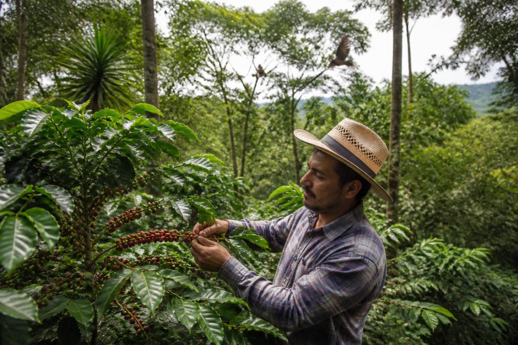 A coffee farmer inspects ripe cherries on an eco friendly coffee plant grown under a lush native tree canopy.