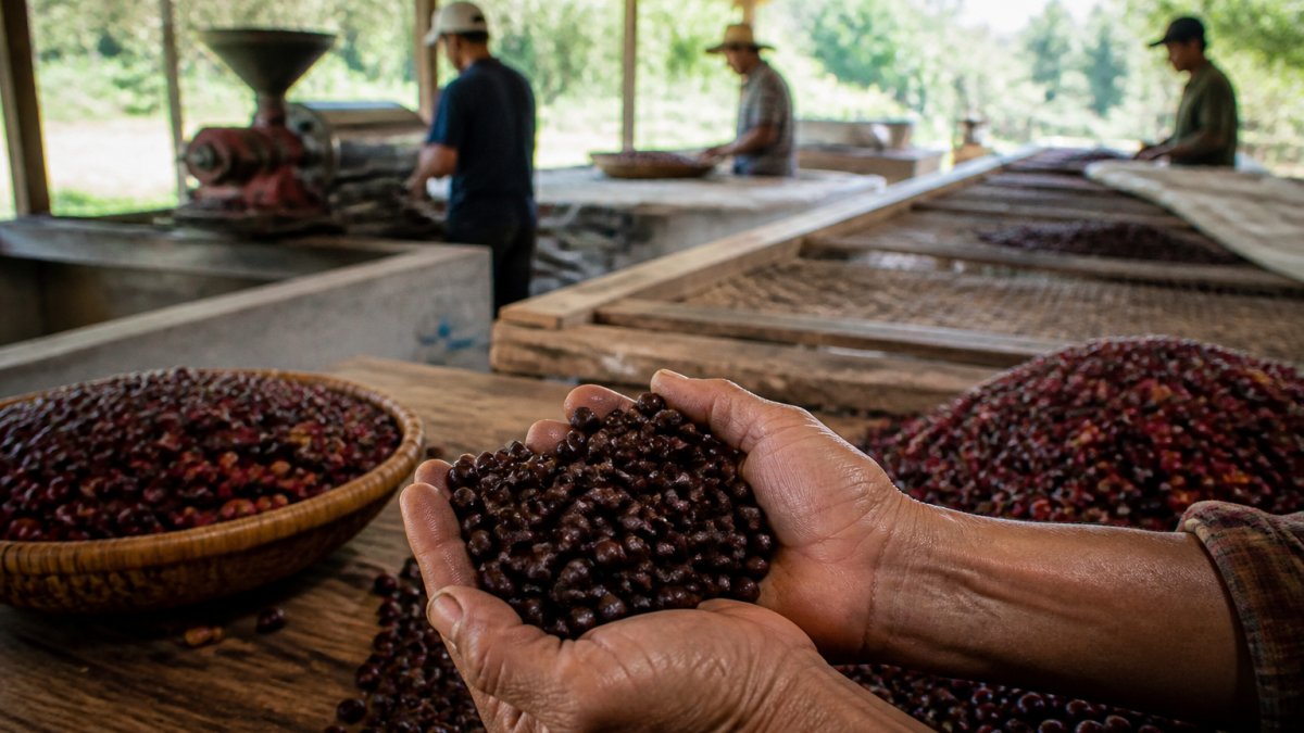 Hands holding fresh coffee beans over a wooden table with a coffee farmer's cooperative workspace visible in the background, showing the human side of ethical sourcing