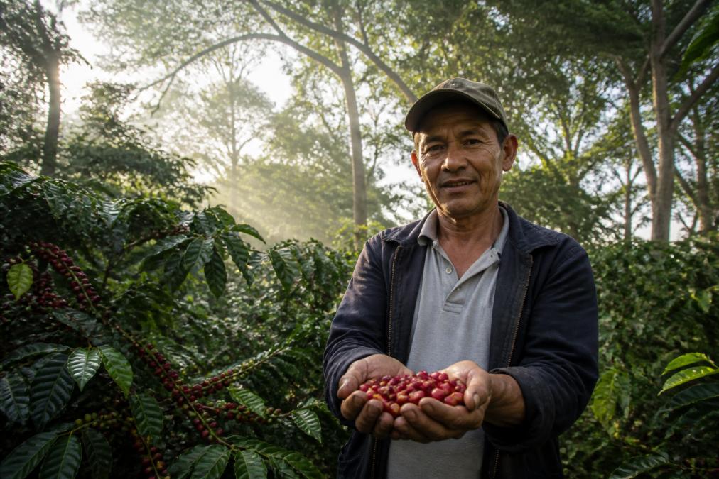 Coffee farmer in shade-grown plantation with lush green native tree canopy overhead, hands holding freshly harvested bright red coffee cherries, misty morning light filtering through leaves