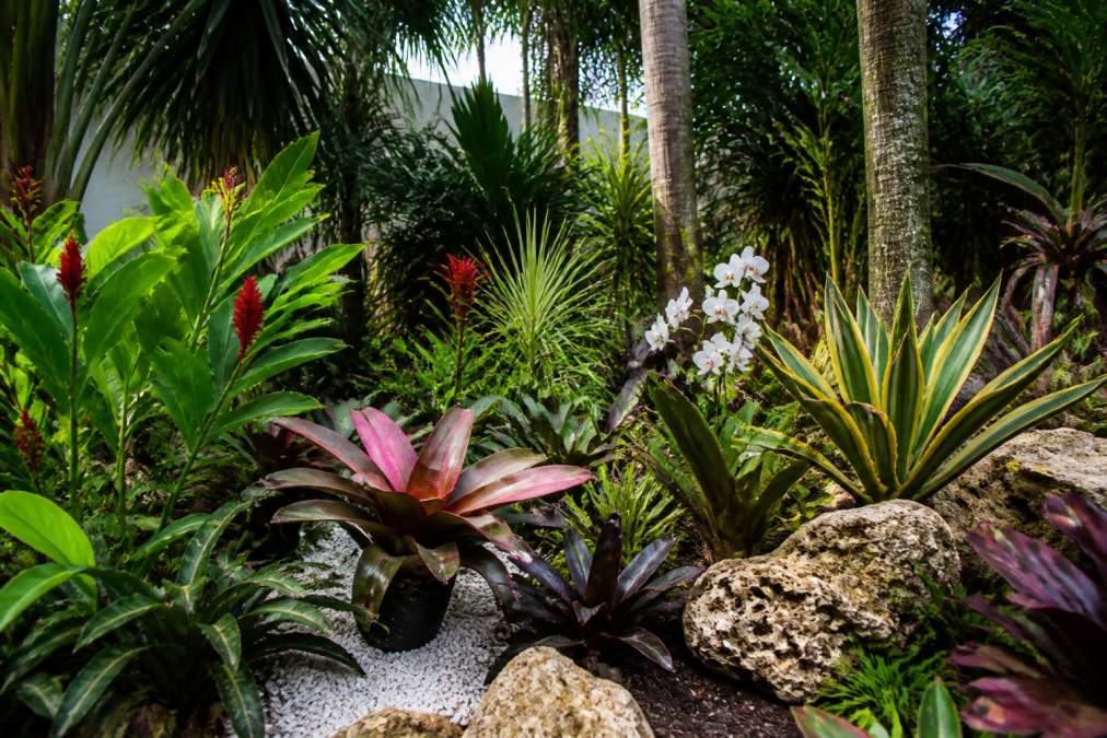 Best Exotic Plants for South Florida Landscapes