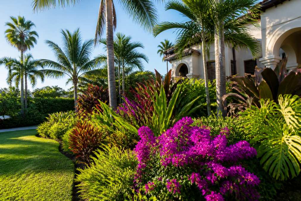 A lush, vibrant South Florida residential garden filled with colorful tropical foliage, including flowering shrubs and palm trees, under bright sunlight