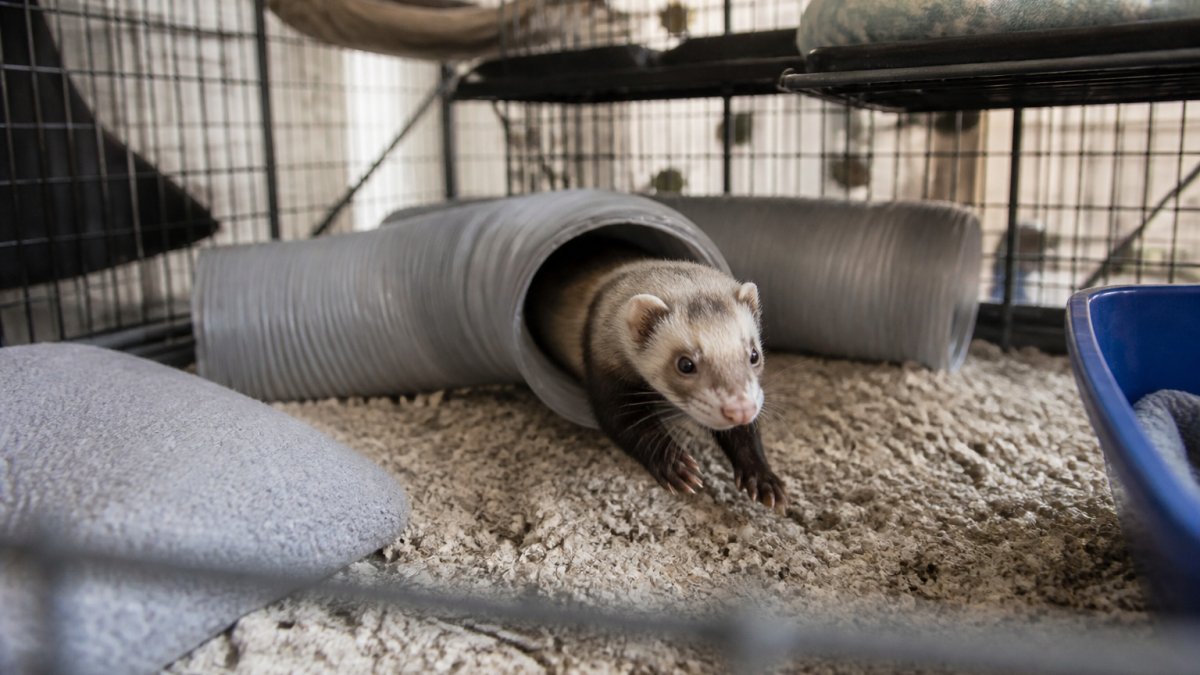 A ferret mid-pounce emerging from a flexible corrugated tunnel inside a multi-level wire cage lined with soft bedding