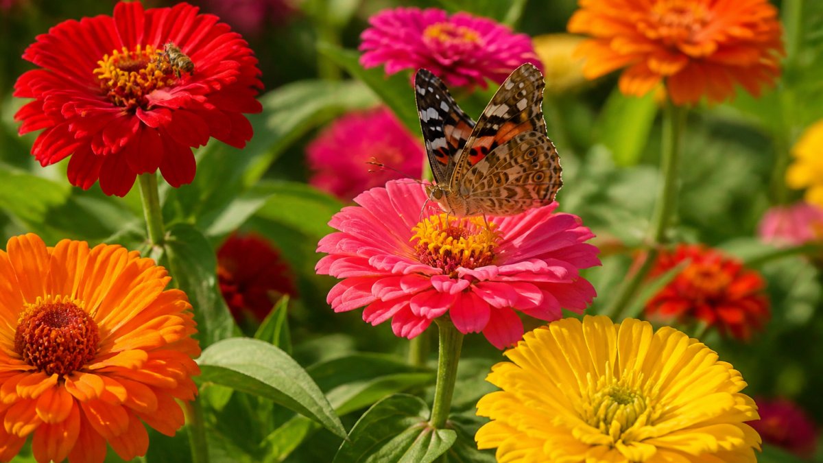 Close-up of vibrant zinnia blooms in red, pink, orange, and yellow with a butterfly or bee visiting the flowers in bright sunlight