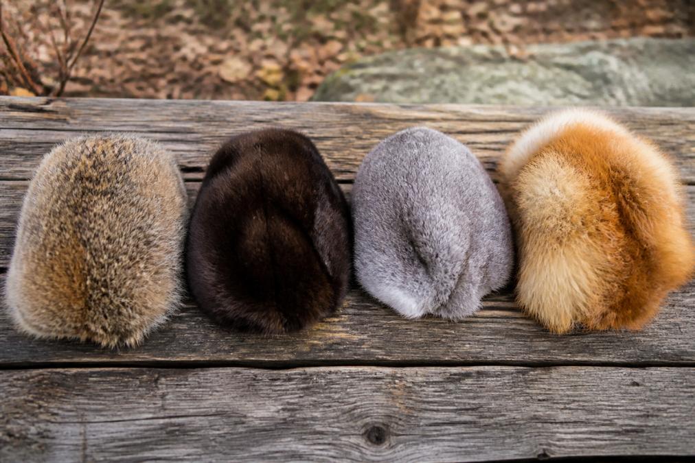 Four fur hat samples laid flat on a weathered wooden surface in natural light, showing distinct texture differences between coarse coyote fur, dense dark beaver fur, soft grey rabbit fur, and fluffy red fox fur