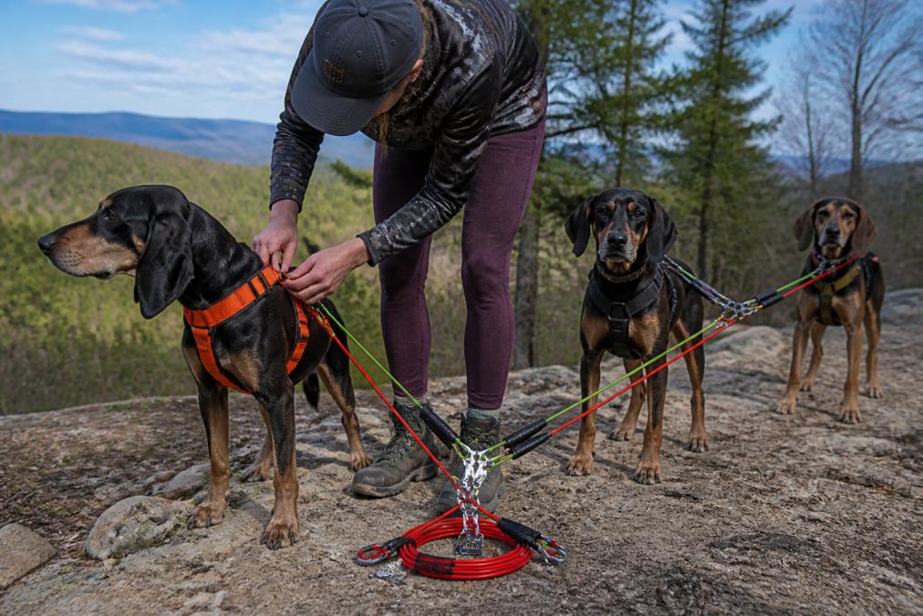 Professional demonstrating proper hound hiking gear setup with a multi-dog coupler system on a rocky trail, handler adjusting harness straps in natural outdoor setting with trees and hills in background