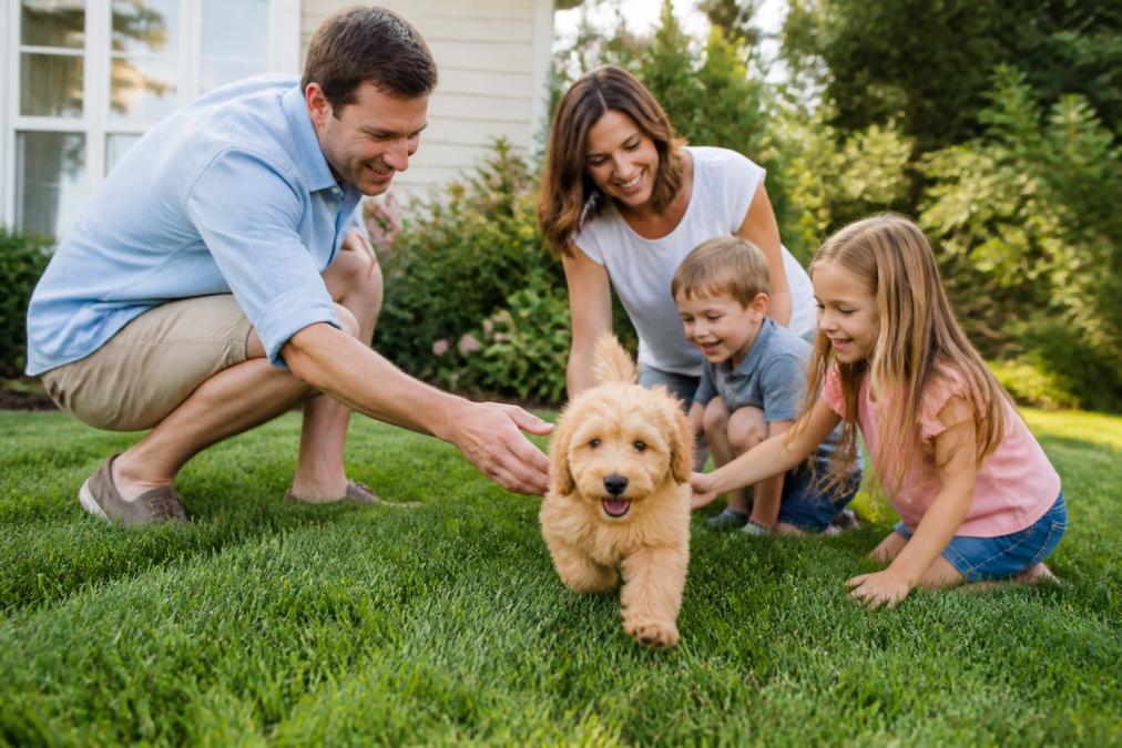 Young family with two children playing outdoors with a friendly goldendoodle puppy in a well-maintained backyard setting with natural sunlight