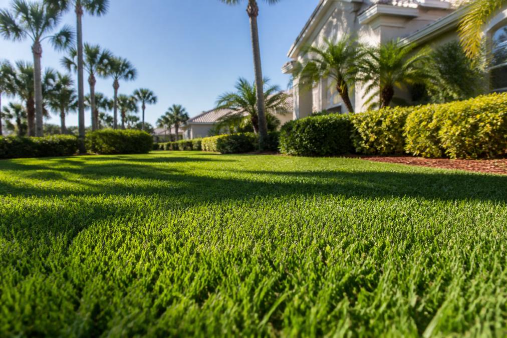 A lush, freshly mowed South Florida lawn with broad-bladed St. Augustine grass in a residential yard, palm trees in the background, bright sunny day