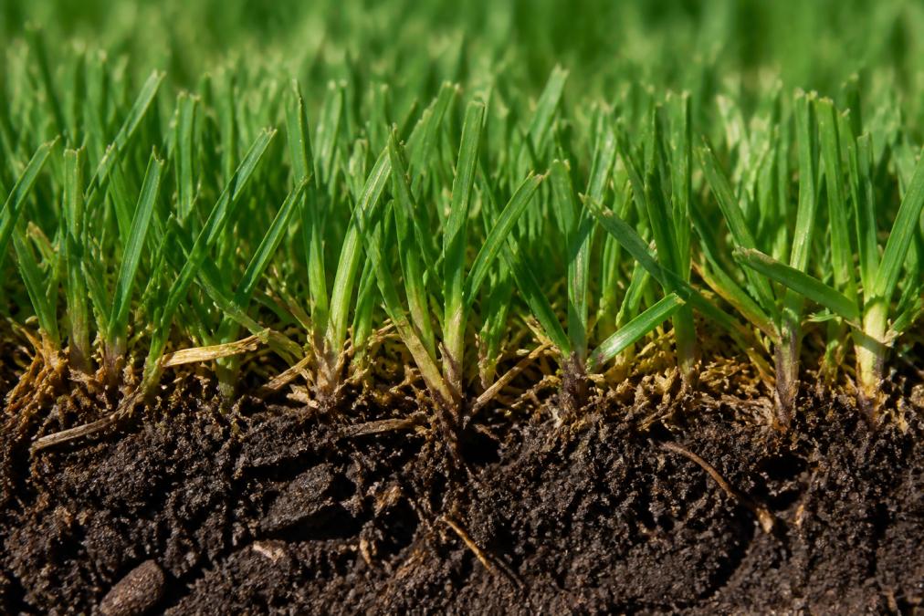 Close-up of healthy, dense turf showing vibrant green grass blades with visible soil structure in natural daylight