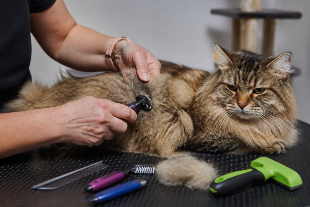 Hands using a dematting tool on a calm long-haired cat's coat, demonstrating proper technique with the cat relaxed and the groomer working methodically through a problem area