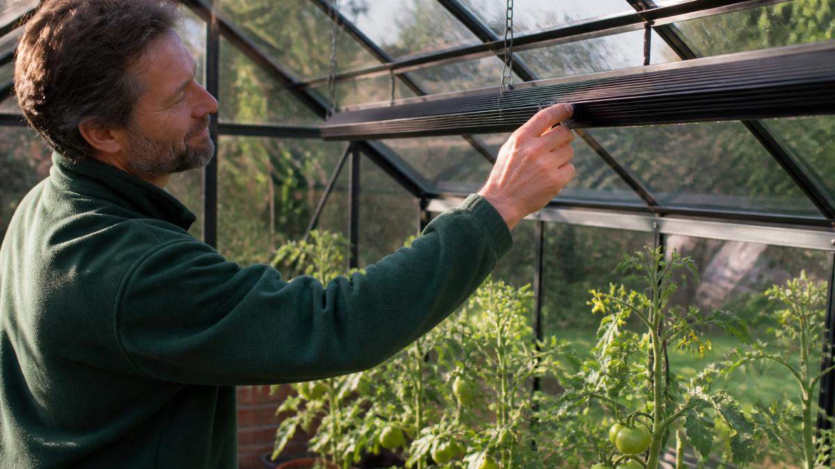 Gardener adjusting the brightness of a slim LED grow light above tomato plants in a greenhouse