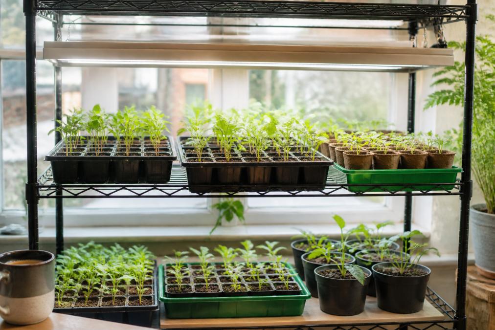 Diagram showing the setup of a seed starting rack with the best grow lights for indoor seed starting at proper heights.