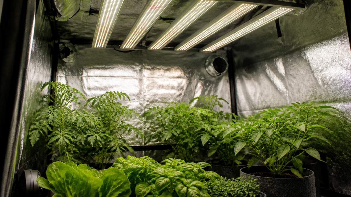Diagram illustrating LED grow light coverage and plant growth stages inside an indoor cultivation tent