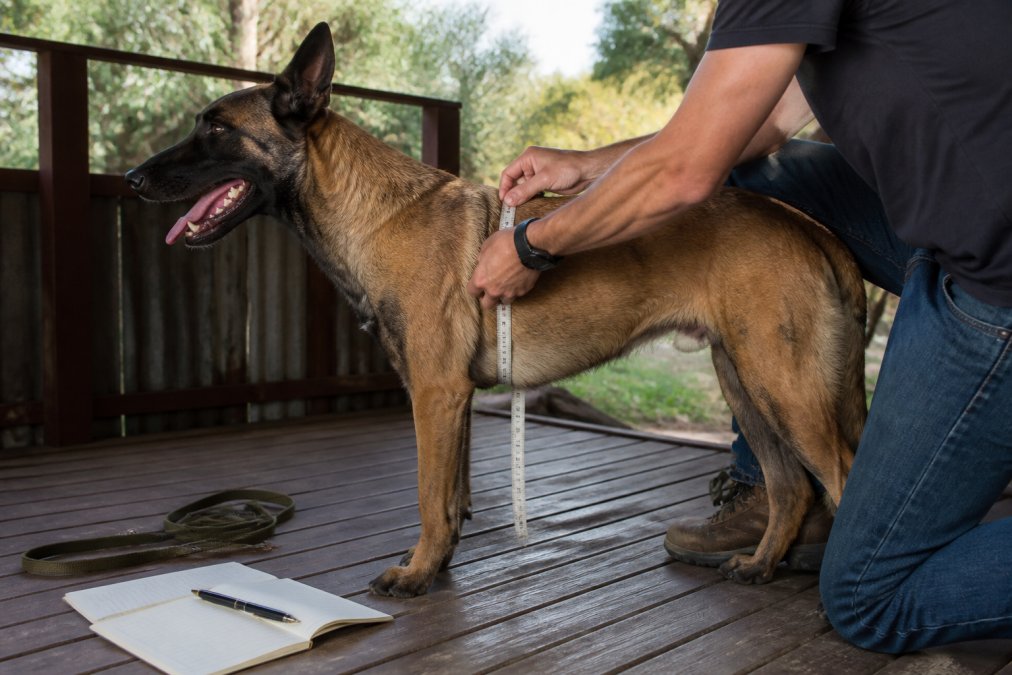 Owner measuring a large working dog's chest with a soft tape measure on a wooden verandah, dog standing calmly in bright natural daylight