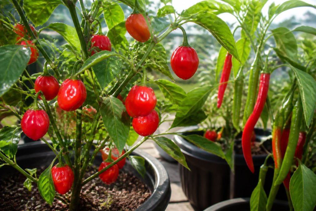 Close-up of vibrant red and green heirloom peppers in various stages of ripeness hanging on plants in a sunny home garden, showing the distinctive shapes of habaneros, tabascos, and calabrian peppers with natural afternoon light