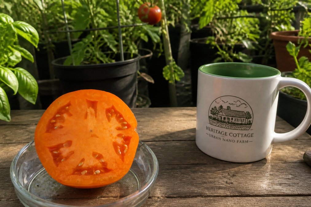 Best Heirloom Tomato Varieties for Texas