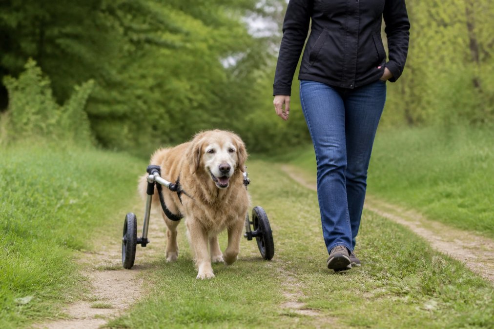 Senior golden retriever using a dog wheelchair on a grassy outdoor path, with an owner walking beside the dog