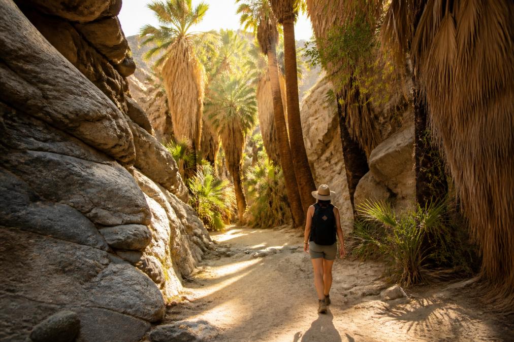A hiker walking along a shaded palm-lined canyon trail with towering granite rock formations rising on either side, golden desert light filtering through dense California fan palm fronds overhead
