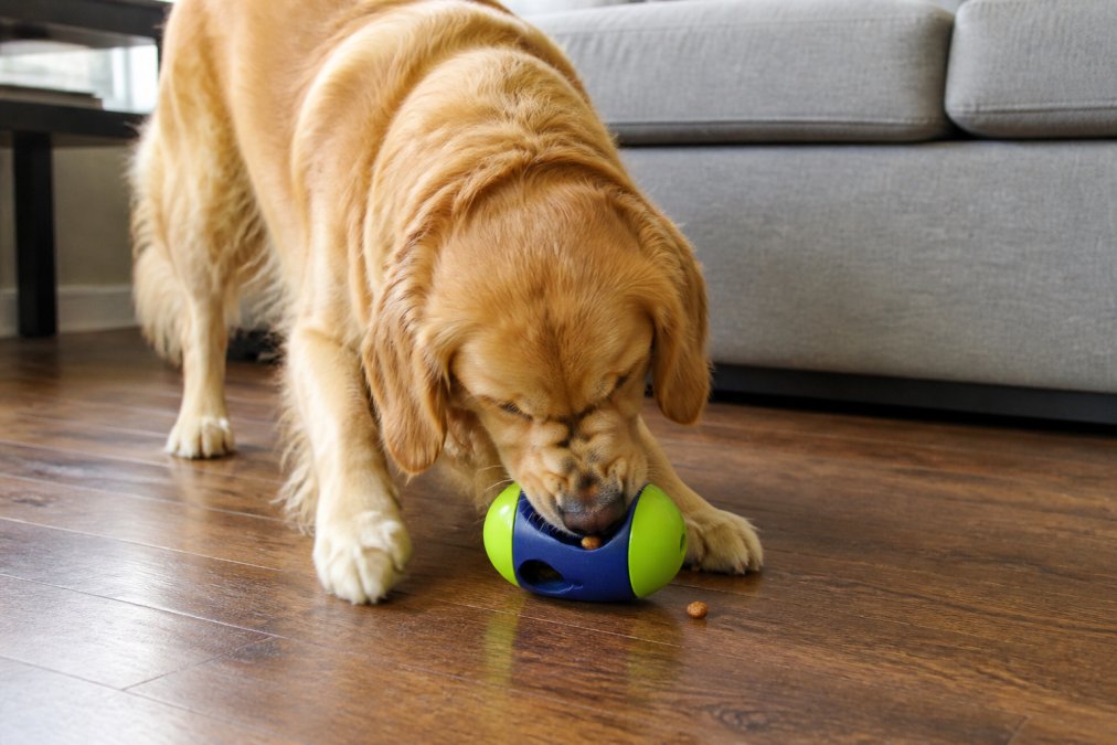 A golden retriever actively playing with a treat-dispensing toy on a hardwood floor, focused on extracting treats from the toy's openings