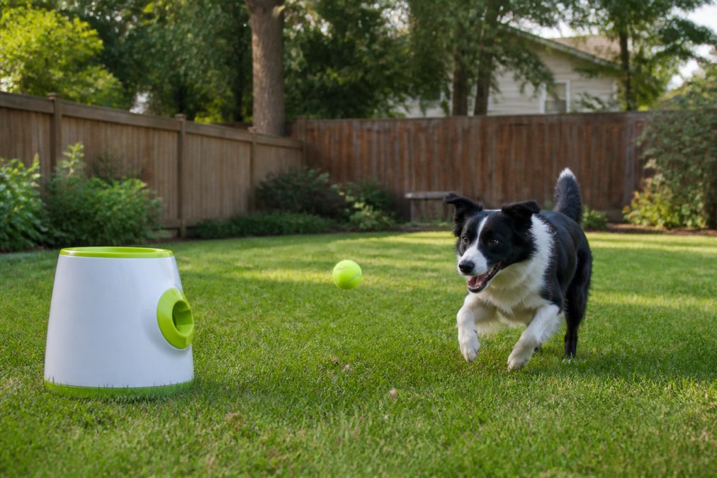 A dog interacting with an automatic ball launcher in a backyard, mid-play with a tennis ball in motion
