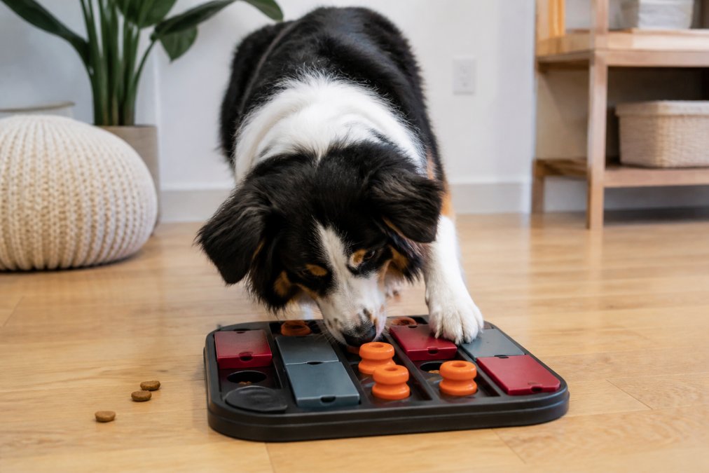 A focused dog concentrating intently on solving a puzzle toy indoors, with visible treats inside the compartments, demonstrating active problem-solving behavior and cognitive engagement
