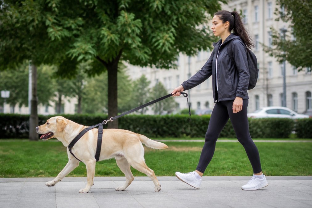 A strong dog wearing the orange and black reflective harness during a controlled walk in an urban park, handler demonstrating proper posture and control with loose leash tension