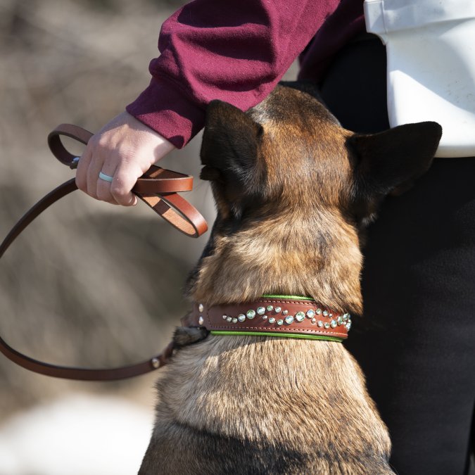 Best Leather Dog Collars for Training: 2026 Guide