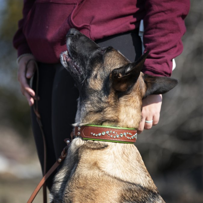 Best Leather Dog Collars for Training: 2026 Guide