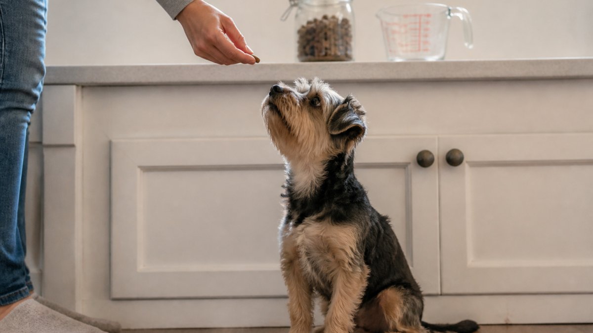 A small dog sitting attentively on a kitchen floor while a person's hand offers a tiny training treat, with a glass jar of small treats and a measuring cup visible on the counter behind them