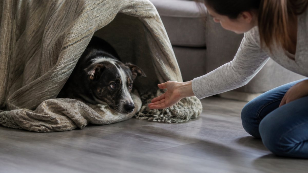 Best Methods for Fear Recovery in Dogs