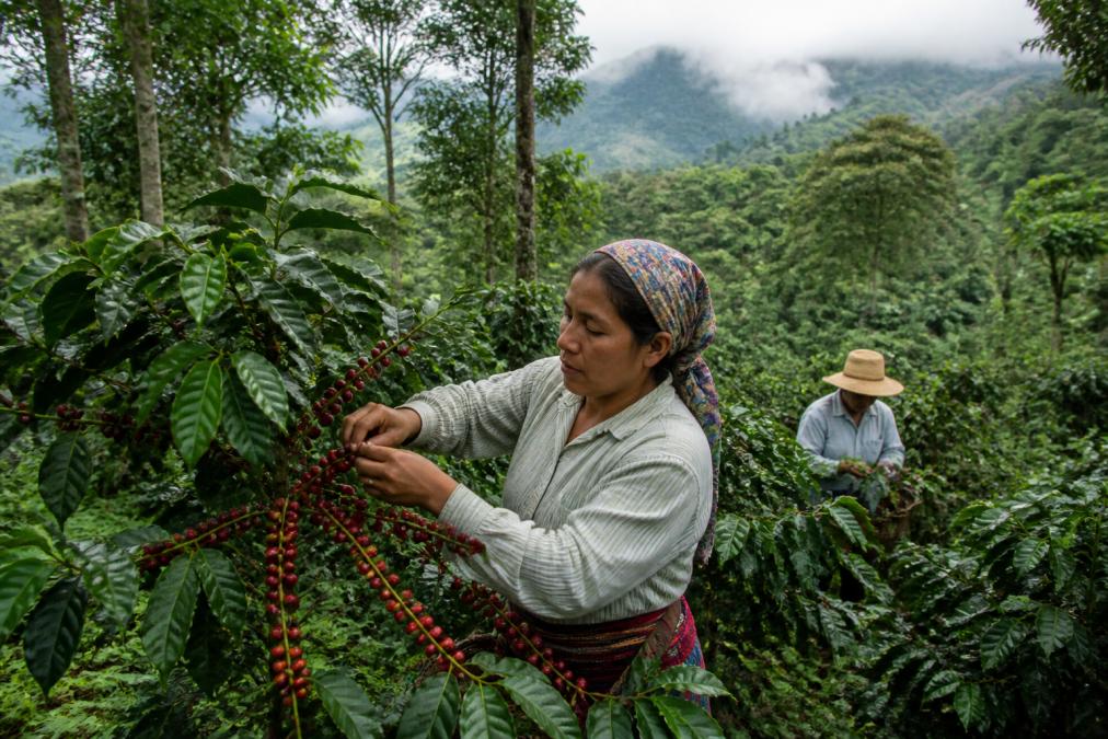 Smallholder coffee farmers in lightweight clothing harvesting ripe red coffee cherries by hand among lush shade-grown vegetation, with tall indigenous trees providing canopy coverage and green undergrowth visible in volcanic highlands with morning mist