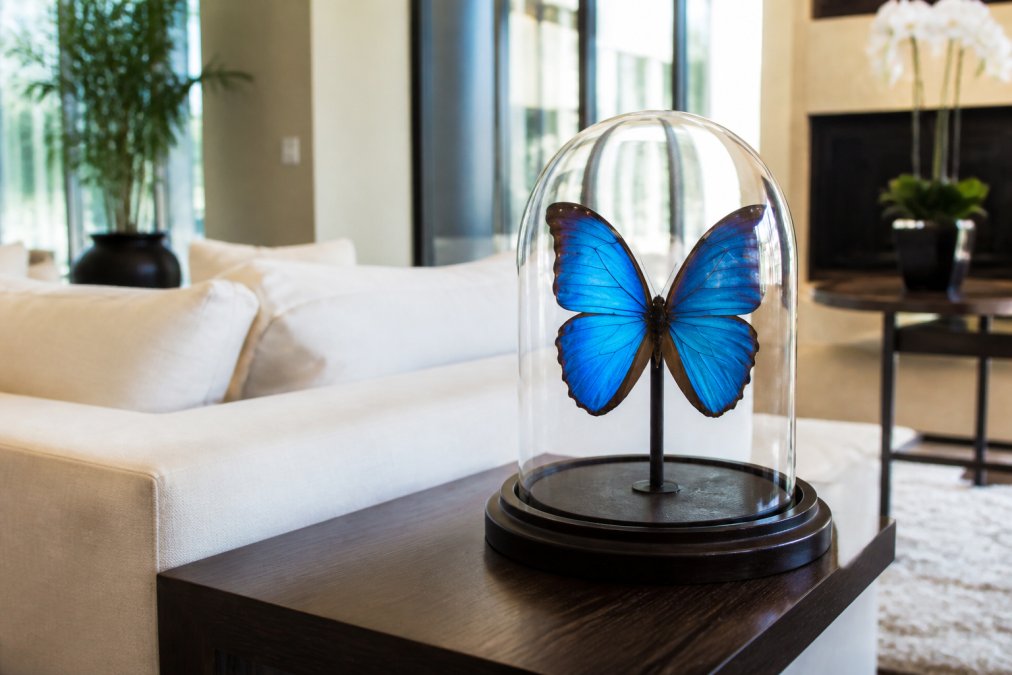 A striking Blue Morpho butterfly with vivid iridescent blue wings displayed under a clear glass dome on a dark wooden base, sitting on a side table in a bright modern living room with soft natural light