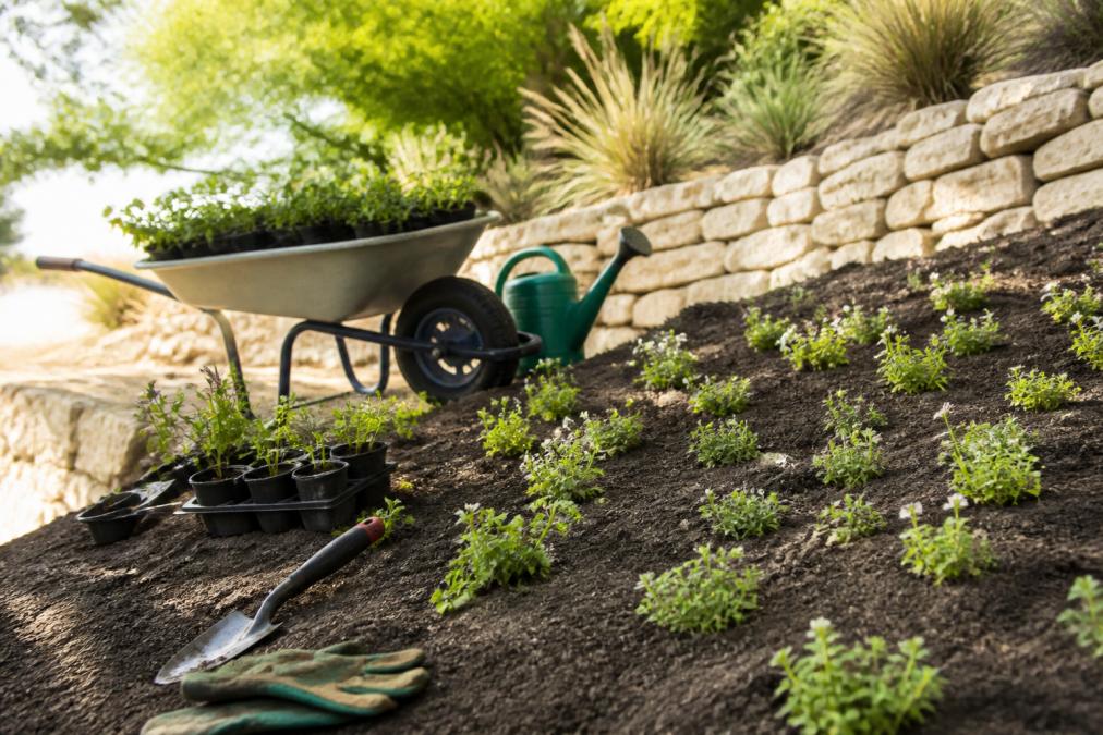 A gardener kneeling on a sloped yard, trowel in hand, planting small native ground cover plugs into dark soil, with a wheelbarrow of plants and a watering can nearby under bright sunlight