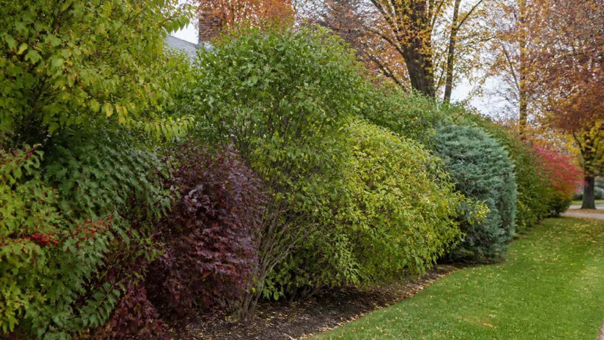 Mature layered privacy hedge of mixed native shrubs in full leaf, showing dense branching and varied foliage textures along a residential property line in autumn