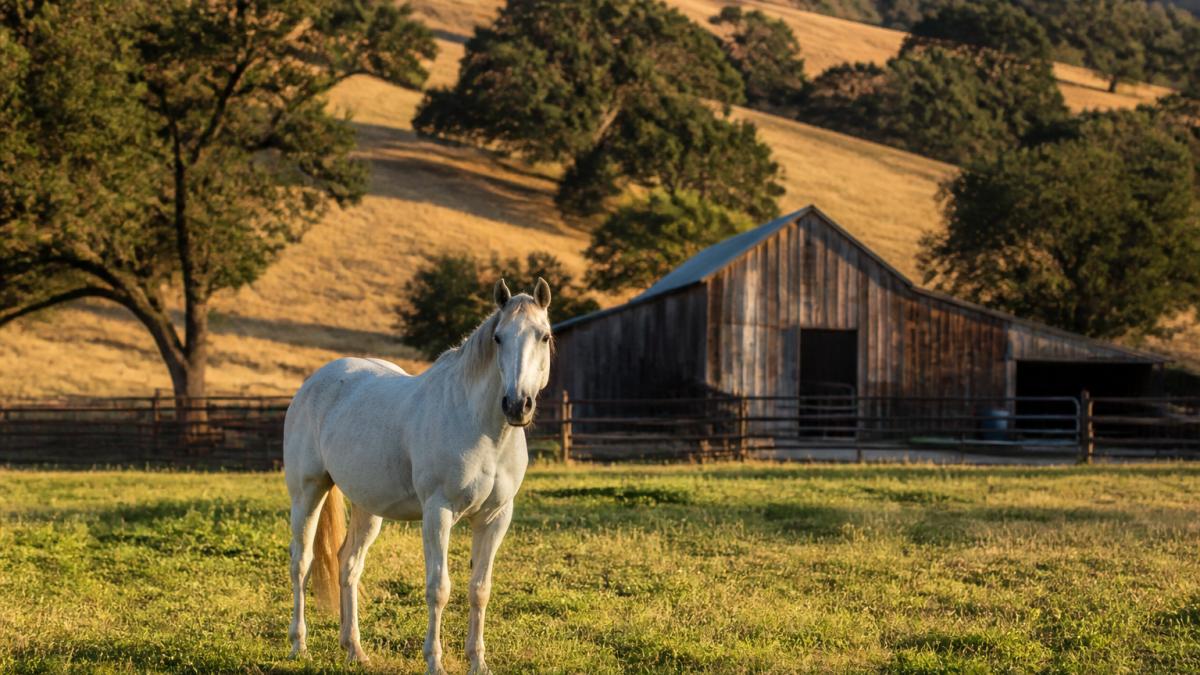 Horse standing in a pasture with a weathered barn visible in the background, rolling hills dotted with mature oak trees, golden afternoon light casting long shadows across the grass