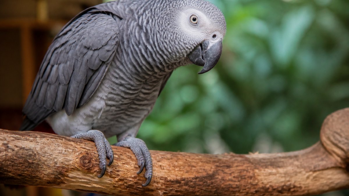 Close-up of an elderly gray parrot gripping a natural wood perch with visible texture and grain, showing proper foot positioning and secure grip