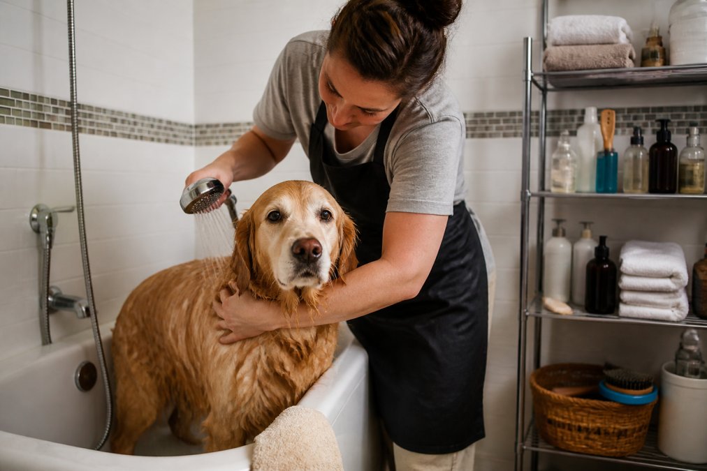 Pet owner bathing a golden retriever in a home bathroom with grooming supplies organized on shelves nearby, using proper restraint techniques and warm water