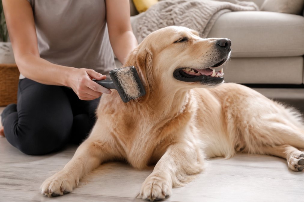 Close-up of a pet owner gently brushing a relaxed golden retriever with a self-cleaning slicker brush on a light-colored living room floor, with loose fur visible on the brush