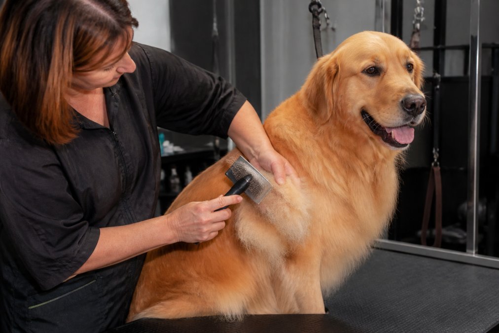 Professional groomer demonstrating proper slicker brush technique on a thick-coated Golden Retriever, brush angled to penetrate dense fur with loose undercoat visible being lifted away in natural studio lighting