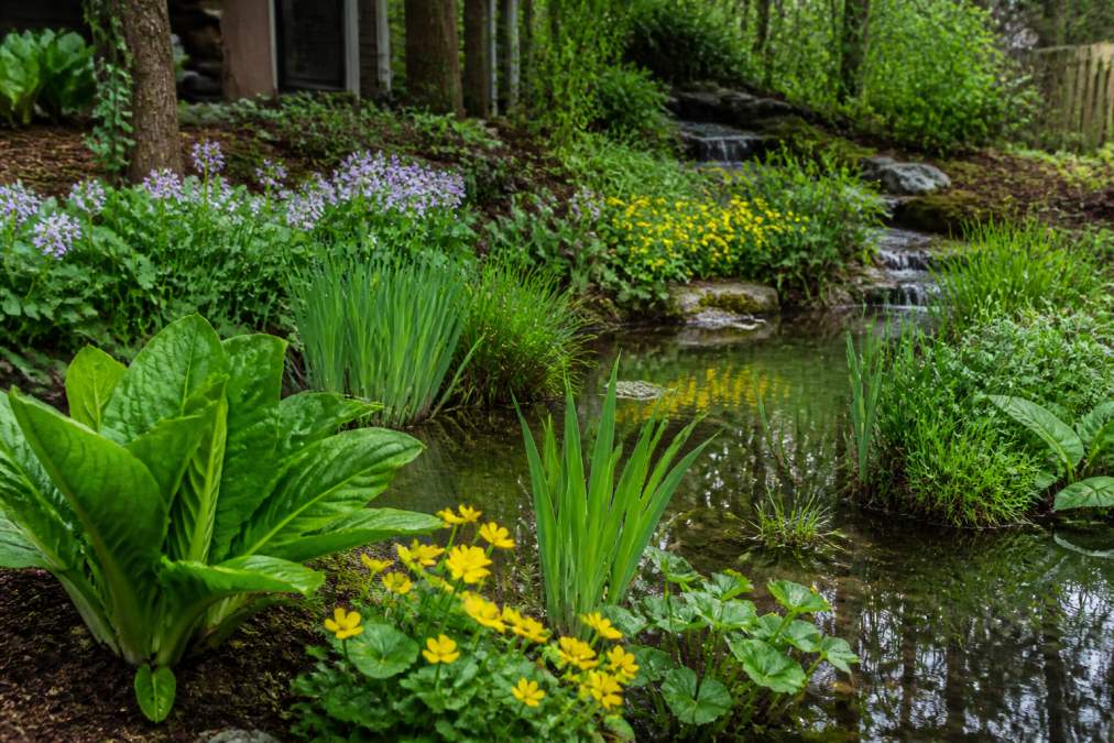 Best Plants for Wet Backyard Areas: 10 Picks That Thrive