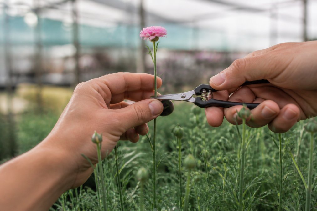 Hands using precision snips to trim delicate flowers with thin stems in a sunlit greenhouse.