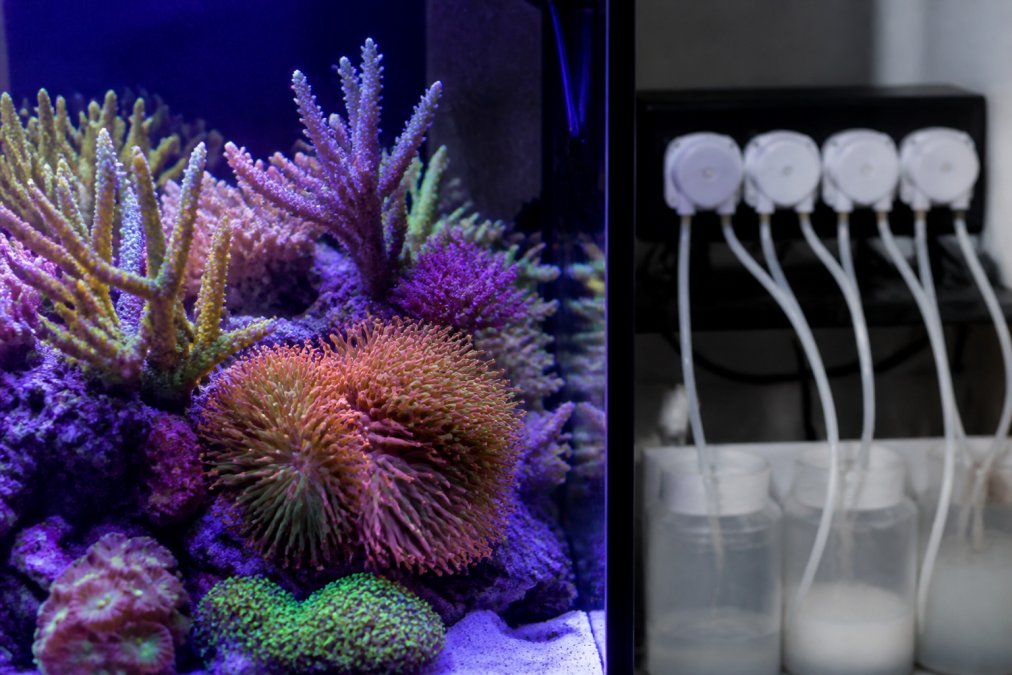 Professional illustration showing reef tank supplements