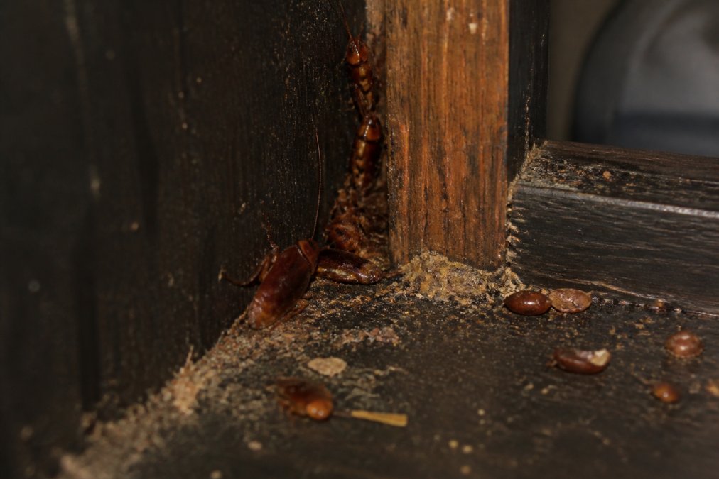 Close-up of kitchen cabinet corner showing multiple cockroaches hiding in cracks and crevices, with visible droppings and egg casings on dark surfaces