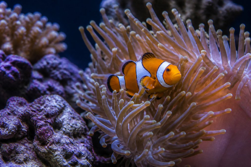 A vibrant Ocellaris clownfish swimming among anemone tentacles in a brightly lit home reef aquarium, live rock and coral visible in the background