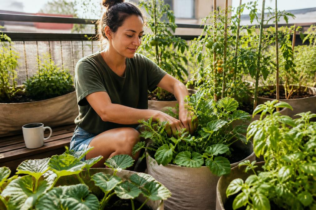 Best Seeds for Heat and Humidity: A Gardener's Guide