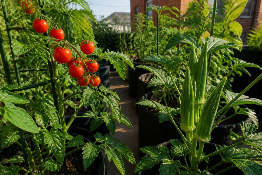Close-up of vibrant red cherry tomatoes and deep green okra pods growing on healthy plants in bright afternoon sunlight, with lush foliage and morning dew visible in background