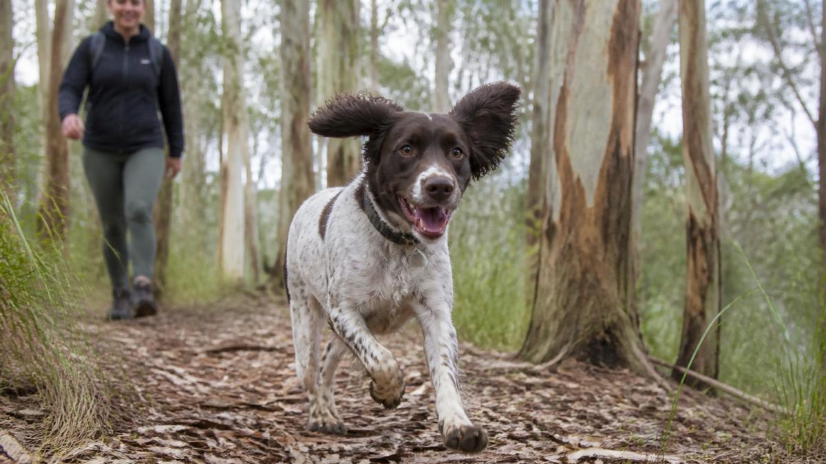 Active dog running through a eucalyptus forest wearing a collar with a visible ID tag, captured mid-sprint with natural sunlight filtering through trees