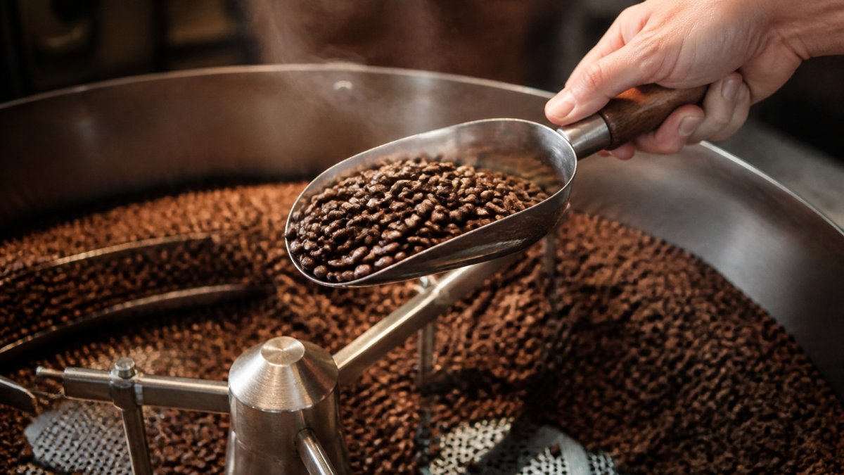 Freshly roasted beans being scooped at small-batch coffee roasters