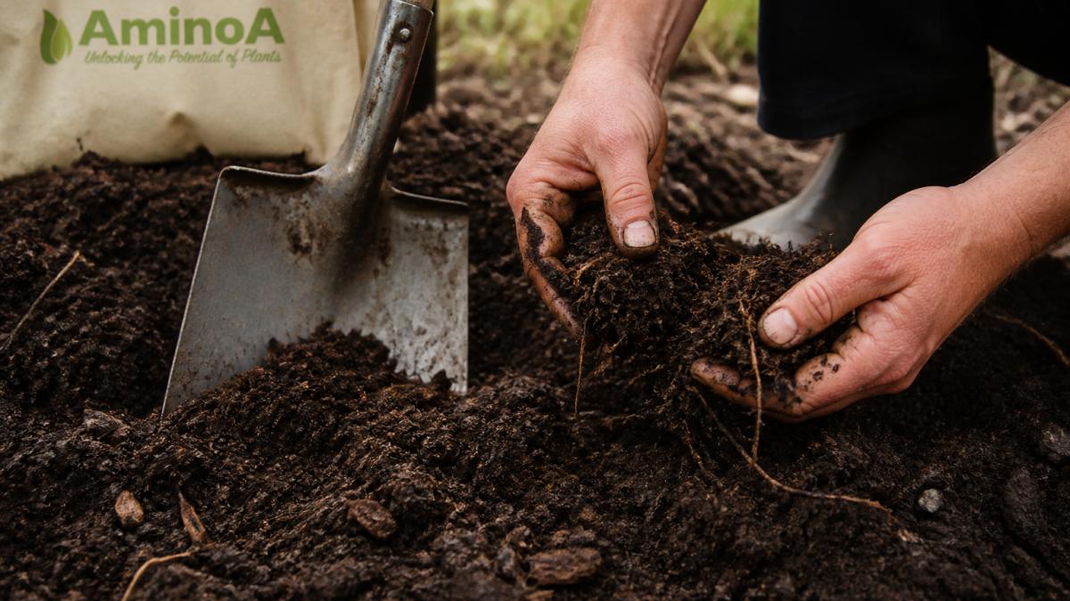 Close-up of rich dark soil being worked with a spade, showing visible organic matter, crumbly texture, and root fragments in farmer's hands under natural daylight